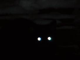 occhi nella notte