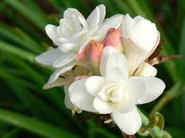 tuberosa